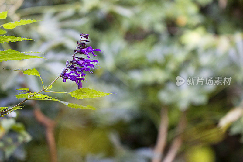 瓜拉尼鼠尾草在花园里的花