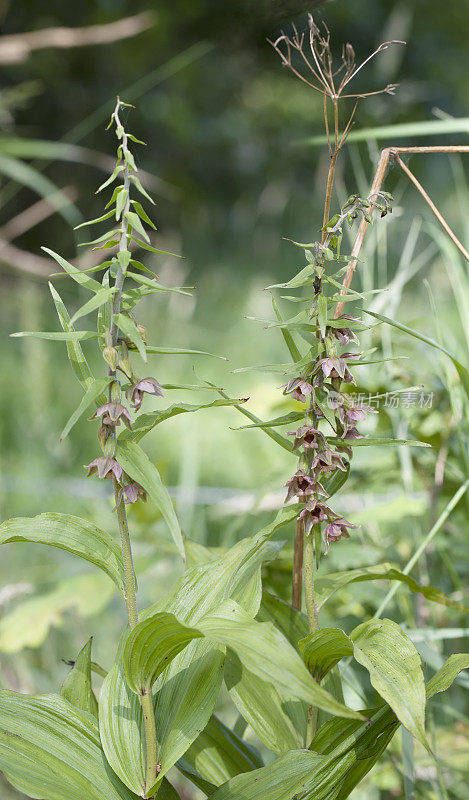 阔叶嚏根草(Epipactus嚏根草)