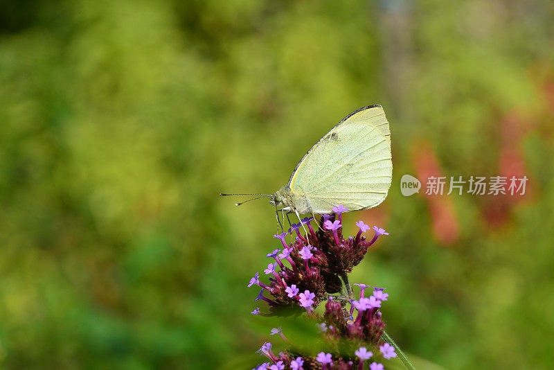 大白蝴蝶，英国
