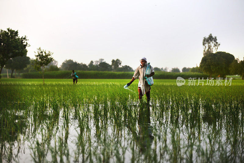 农民在稻田里施肥
