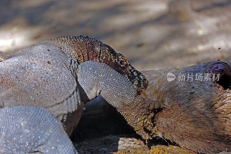 印度尼西亚:科莫多巨蜥在盘旋，它正在杀戮