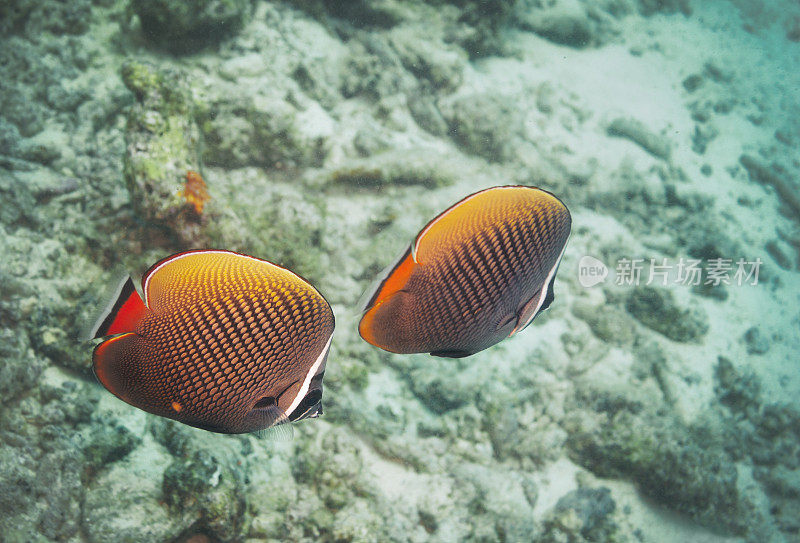 天使鱼，西米兰群岛珊瑚礁，普吉岛，泰国