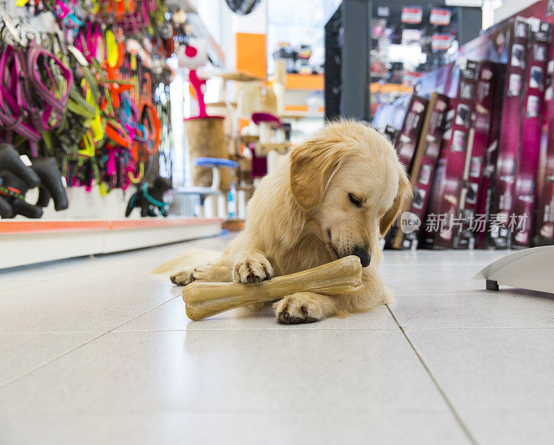 可爱的金毛猎犬与大骨头在宠物店