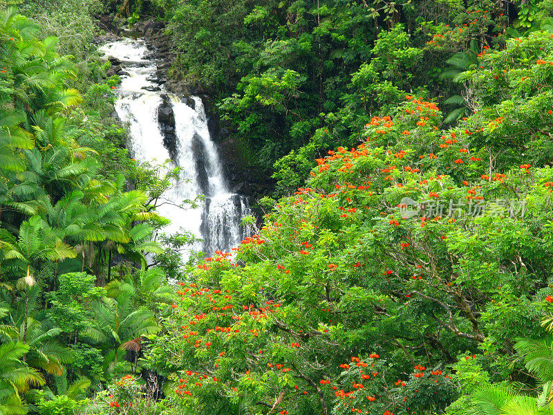 幽静的瀑布在夏威夷大岛与绿色的棕榈树