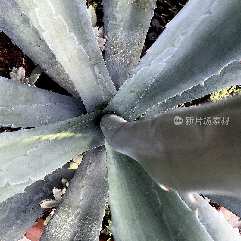 芦荟植物