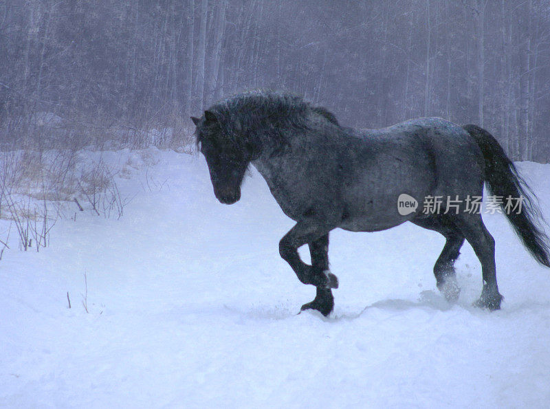 在暴风雪中奔跑的野马