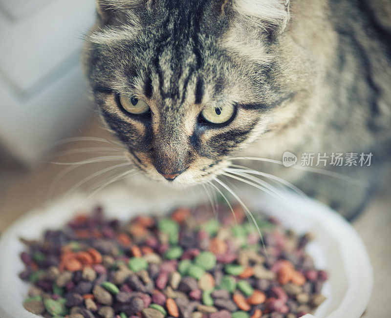 猫和食物