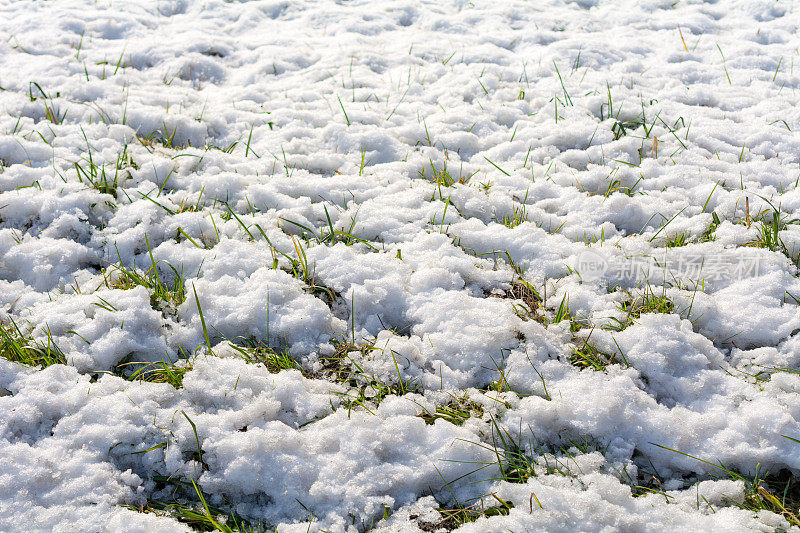 融化的冰雪露出了一些草