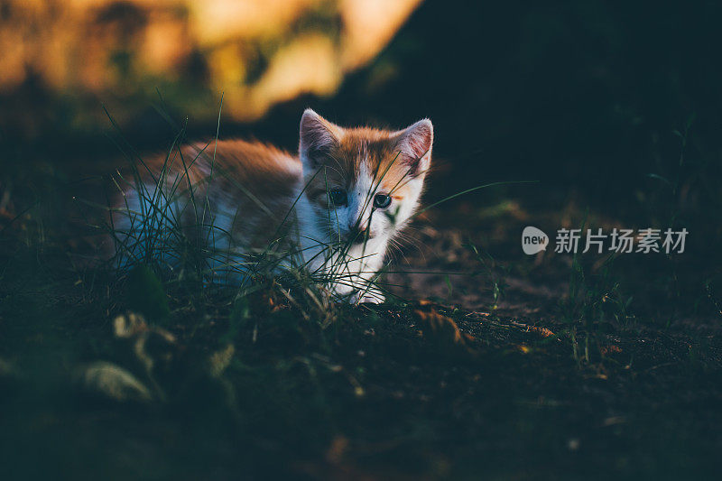 小猫坐在傍晚的灯光下