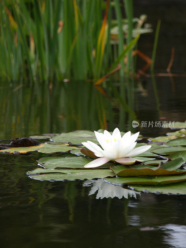 水百合，戈雷，泽西岛