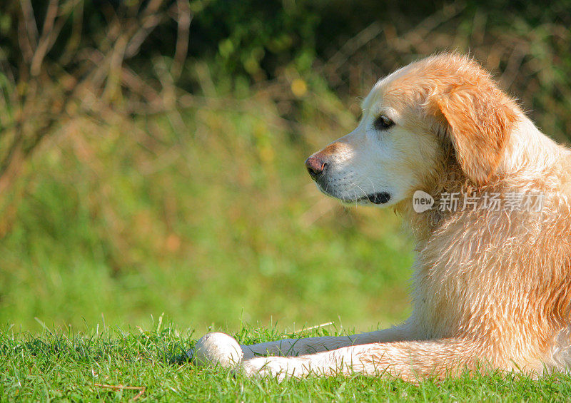 湿金毛猎犬等着