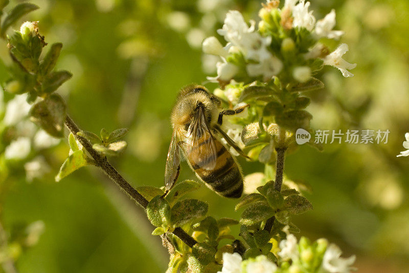 收集的蜜蜂