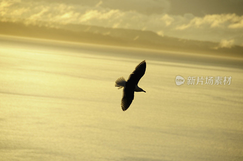 海鸥在飞