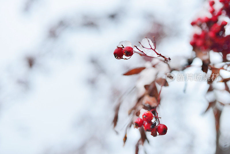 白雪覆盖的冬青