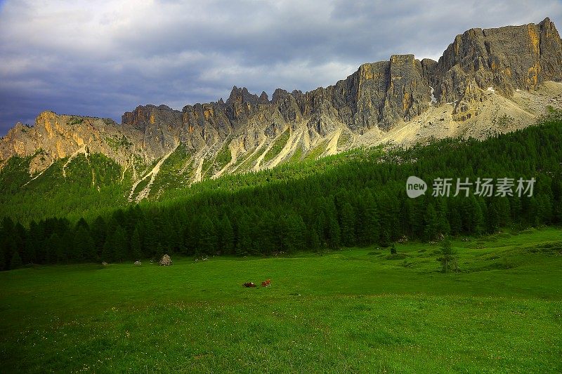 奶牛，焦山口，科尔蒂纳草地日落，白云石，意大利泰洛阿尔卑斯山