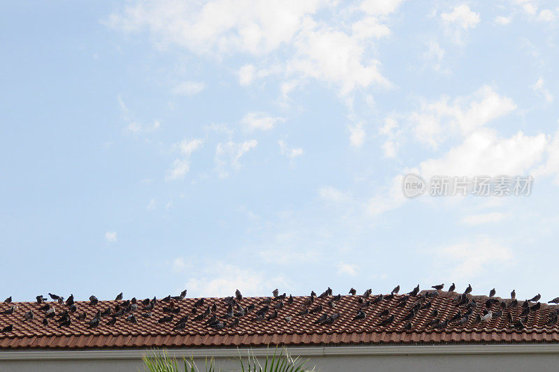 屋顶瓦片上的鸽子