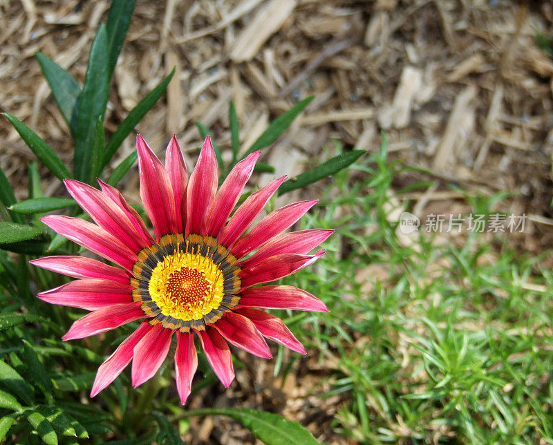 花园中的Gazania