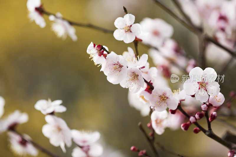 梅花