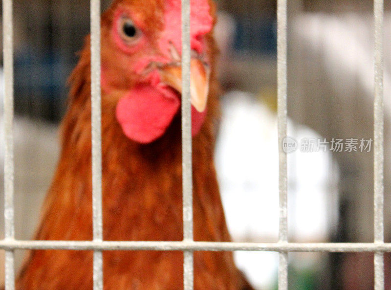 笼子里的鸡，笼子里的鸡，动物福利