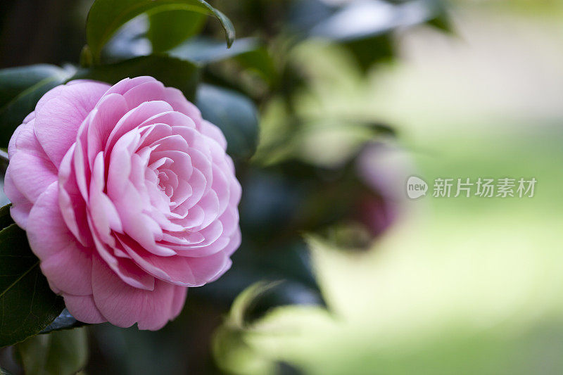 粉红色山茶花特写