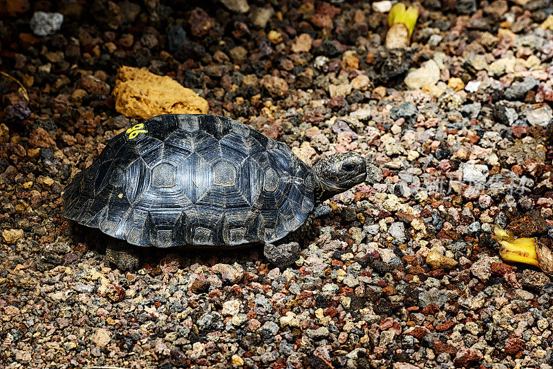 少年圣地亚哥巨龟，加拉帕戈斯群岛