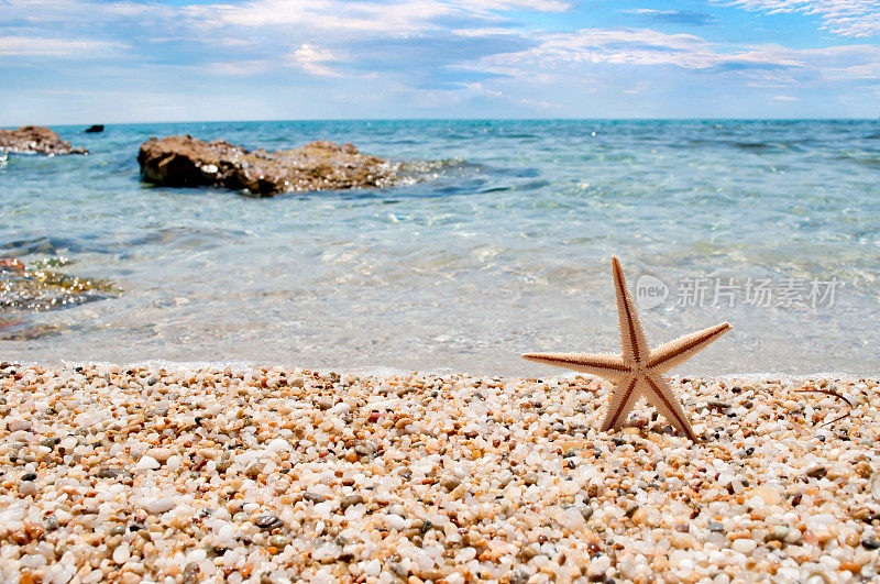 海星在海滩上休息