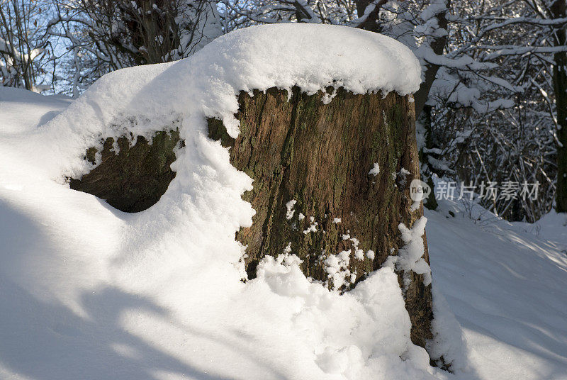 Snowcovered树干