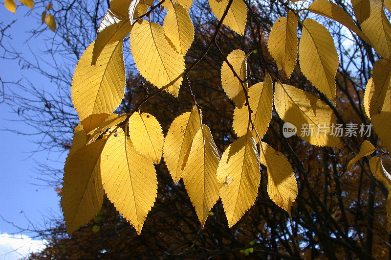 黄色leaves。树叶凋零。