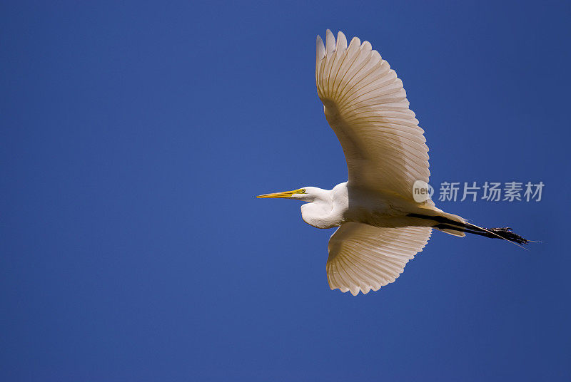 扩展常见白鹭