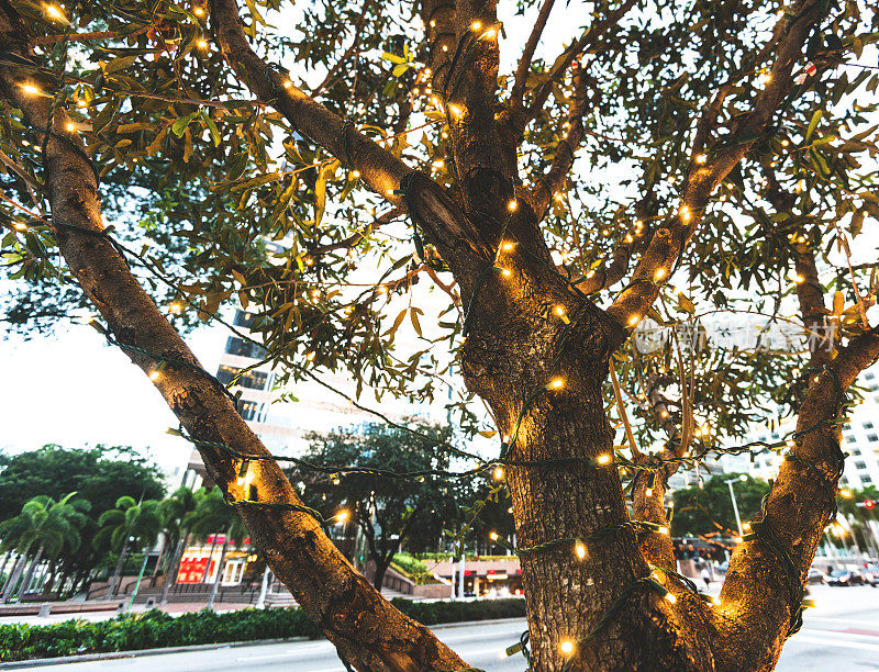 迈阿密一棵挂着圣诞彩灯的棕榈树