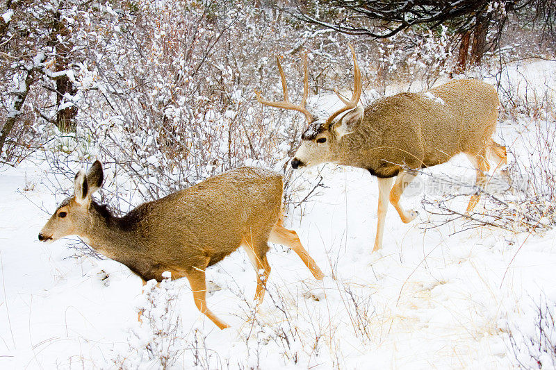 冬季雪中的科罗拉多骡鹿