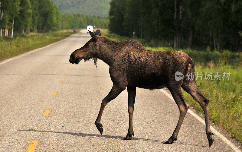 阿拉斯加，驼鹿优雅地穿过马路