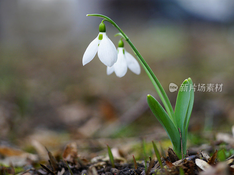 雪花莲花