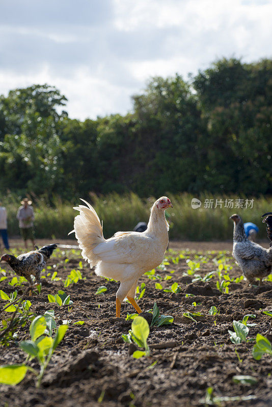 古巴烟草地里的鸡