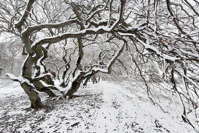 在雪中有扭曲的树枝的倾斜山毛榉树