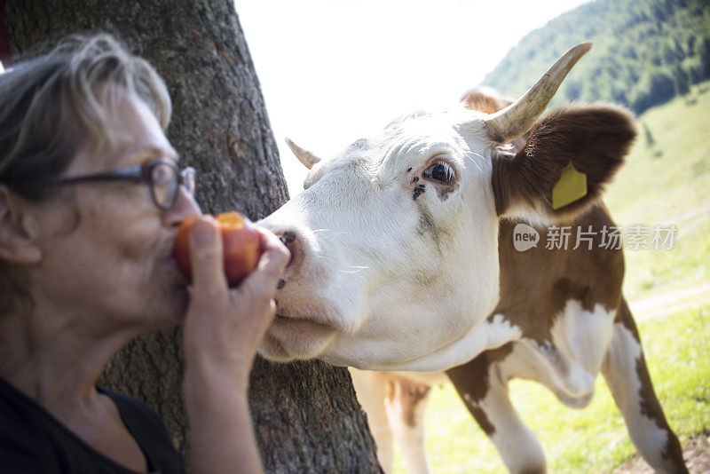 牛偷食物