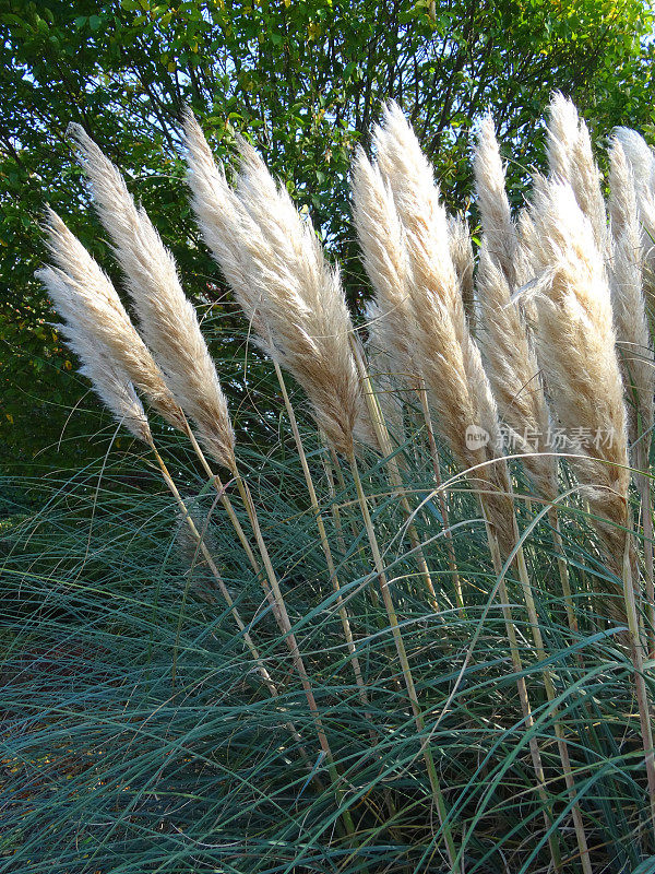 大丛蒲苇种子头(蒲苇毛茛属)，园边