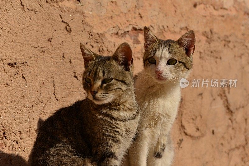 摩洛哥马拉喀什的流浪猫。