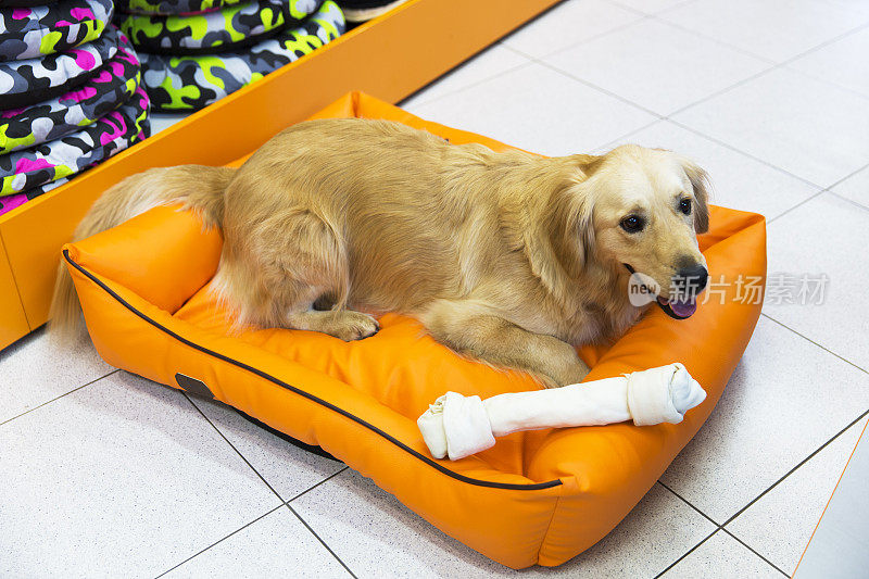 可爱的金毛猎犬和大宠物骨头休息