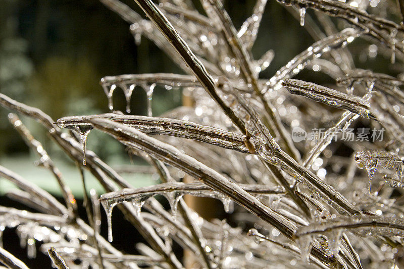 冬天的风景，被冰覆盖的树枝