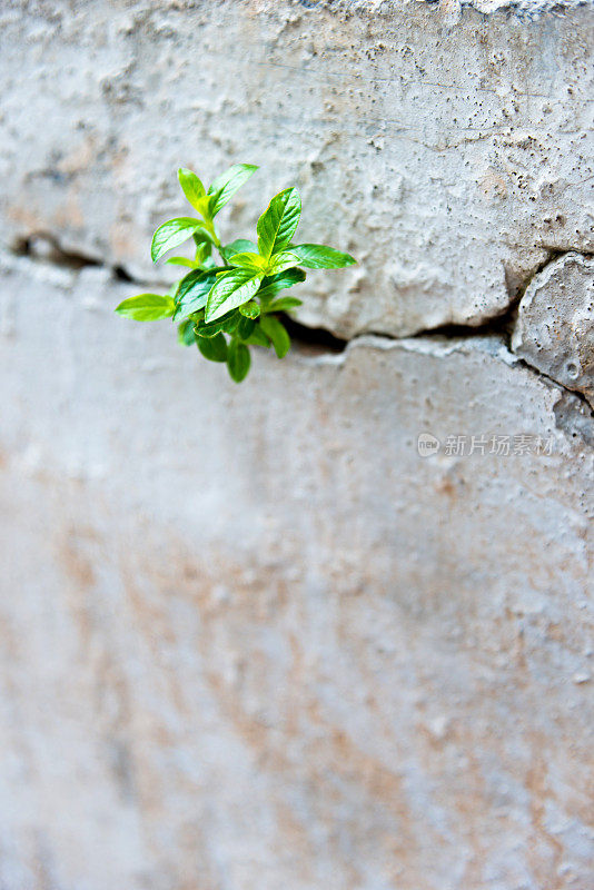 一株生长在混凝土墙上的幼苗