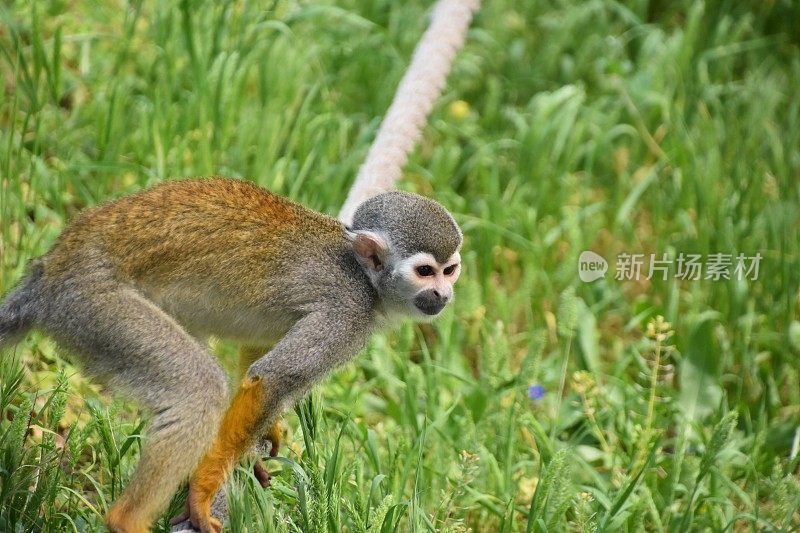 绳子上的松鼠猴