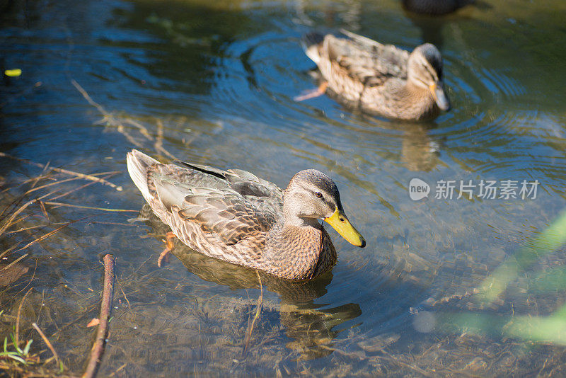 鸭子在水面上