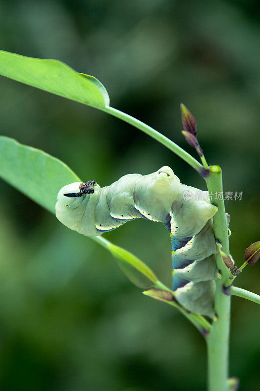 Acherontia阿特洛波斯,卡特彼勒