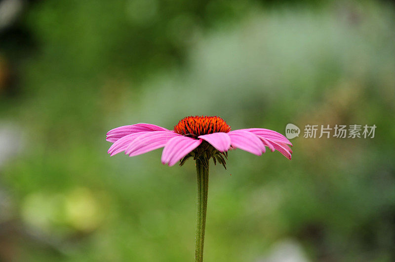 紫锥菊紫竹花