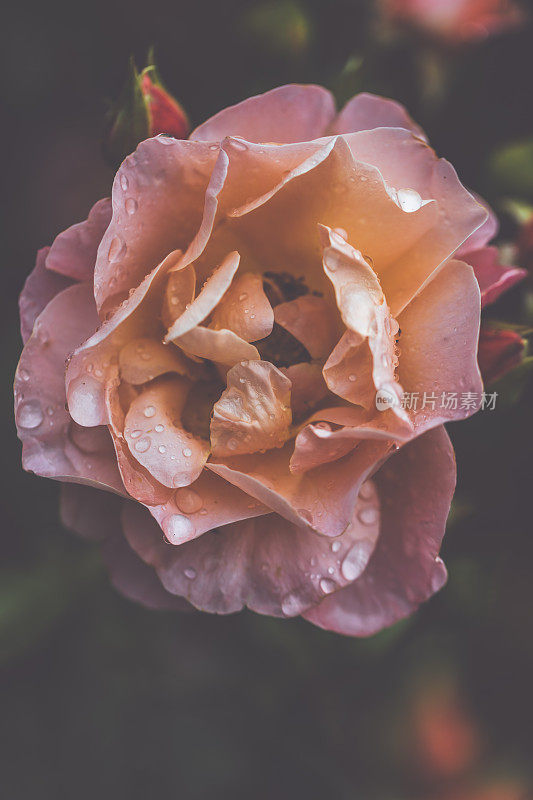 雨后的夏日，花园欣欣向荣