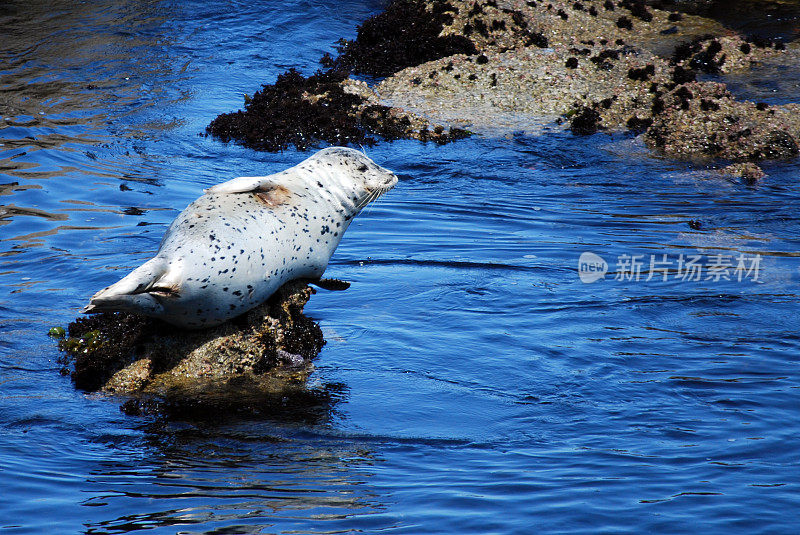 麻斑海豹