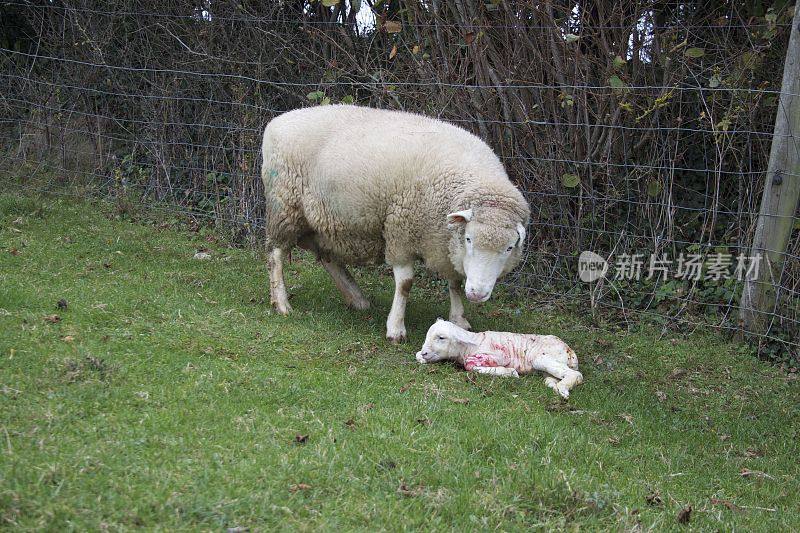 母羊和羊肉