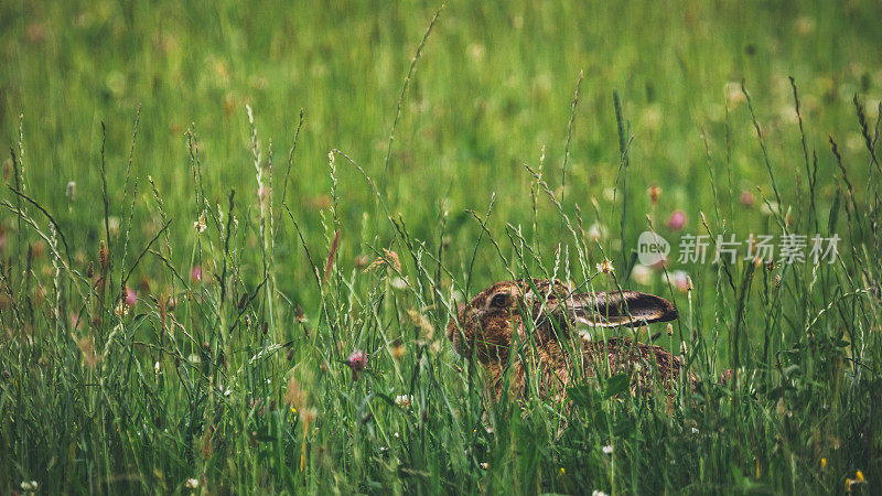 夏日兔草地