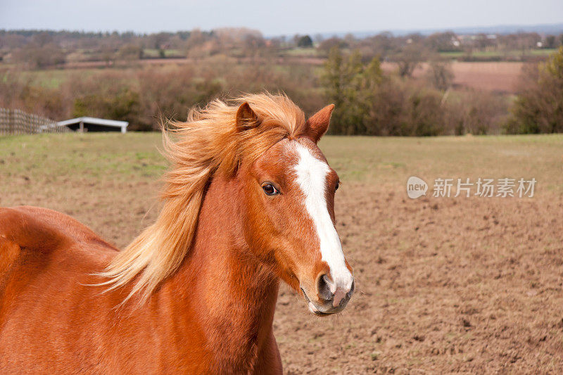 美丽的栗色马，有飘逸的鬃毛和冬季的皮毛。